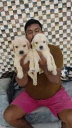 Golden Retriever puppies 26 days old 3 Males and 6 females available