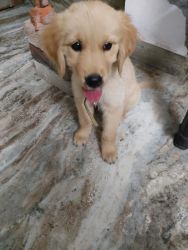 Puppy for sell