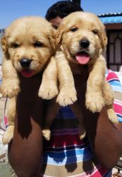 Top quality golden retriever puppies Available in chennai xxxxxxxxxx