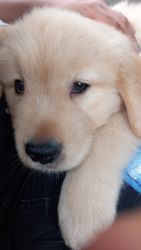 50 days high breed golden retriever puppy for sale