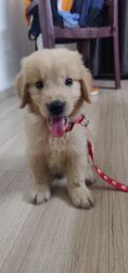 Golden retriever 45 days pup