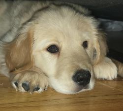 7 months, golden retriever lovely puppy