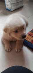 Pure bred golden retriever male puppy, 45 days old for sale
