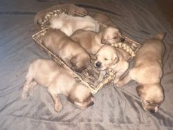 AKC registered Golden Retriver puppies