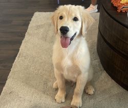 Golden puppy for sale!!