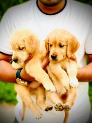 Golden retriever cute puppies are available