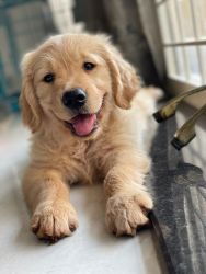 Golden Retriever Pup for Adoption
