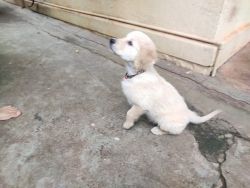 Sell golden retriever puppy