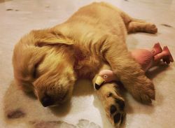 Extremely healthy 46 days old Golden Retriever puppy (Dark gold)
