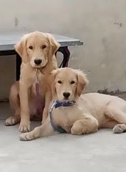 Golden Retriever puppies for sale both male and female