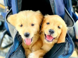 Golden retriever puppies for sale