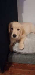 15 week old golden retriever puppy