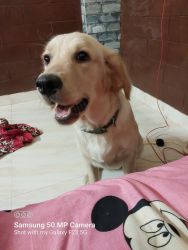 Want to sell my golden retriever