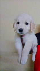 Golden retriever puppy for sale