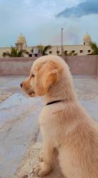 3 month golden retriever puppy from chandrapur