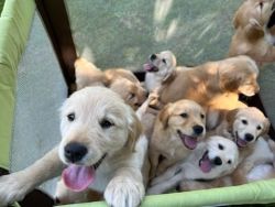 Golden Retriever Puppies 8 wks