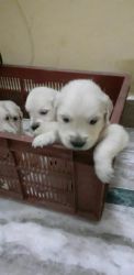 30 days puppies both male and female avaliable in Hyderabad