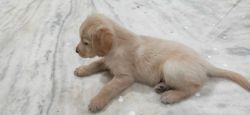 Golden Retriever puppy available at best price
