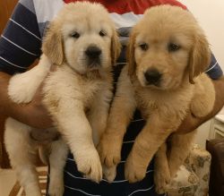 42 days old Golden retriever puppies