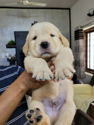 Golden Retriever healthy and cute puppies