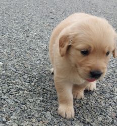 Golden Retriever Puppy on sale