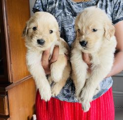 30’days old golden retriever puppies for sale