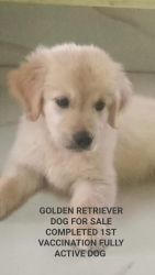 Golden retriever puppy