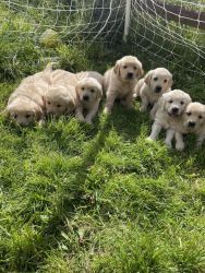 Registered pedigree registered golden retriever puppies