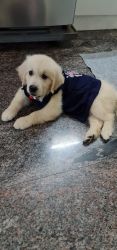Very active, trained 110 days old cream color golden retriever female