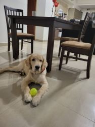 8 month old fully vaccinated male golden retriever with KCI cert
