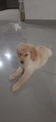 Golden retriever puppy for sale in sarjapur road