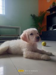 3 month old Golden retriever for sale