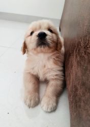 50 days old puppy for resale | Super cute and lovable in Bengaluru
