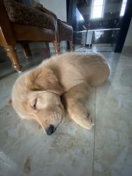 Golden Retriever puppy 65 days old imported bloodline with KCI certifi
