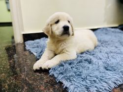 70 Days Old Golden Retriever Pup for Sale
