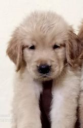 Golden retriever puppies for sale 3months old