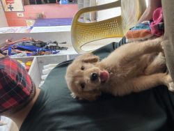 golden retriver cute puppy pure breed