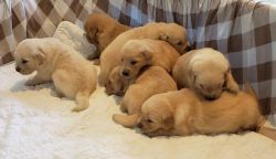 Gorgeous Golden pups ready for deposit!