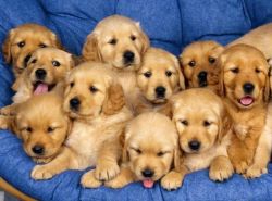affectionate Golden Retriever puppies