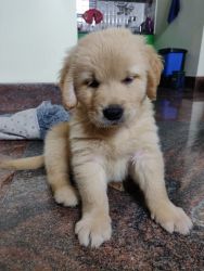 Golden retriever top breed quality for sale