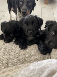 Golden Retriever/ Aussie mix pups for sale!