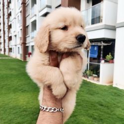 63 days Male Golden retriever in Bengaluru | Double vaccinated