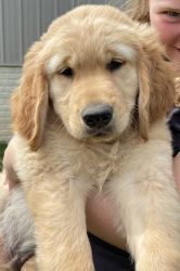 Golden Retriever boy puppy looking for his forever home.