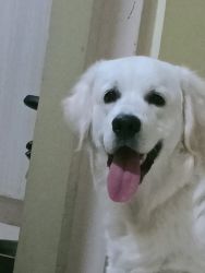 A very nice and good mannered white retriver 1 year dog..fully vaccina