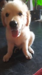 Golden retriever puppy female 2 months 6 days old for sale