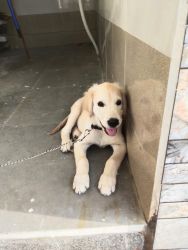 Golden retriever puppy 65 days old