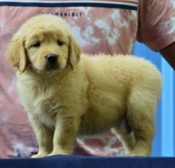 Golden Retriever puppies kennel club of India registered