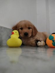Golden retriever 40 days old male puppy pure double coted