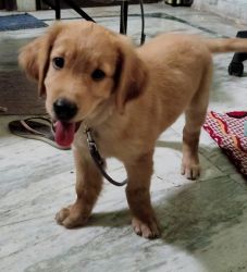 Hi i want to sell my dog (Golden retriever)