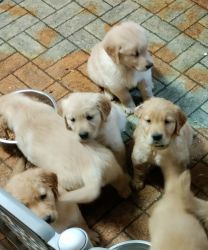 Golden Retriever Puppies available